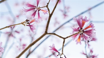 <i>Tabebuia impetiginosa</i> (Pink Trumpet Tree)